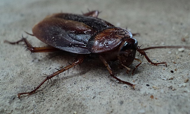 A cockroach on a driveway